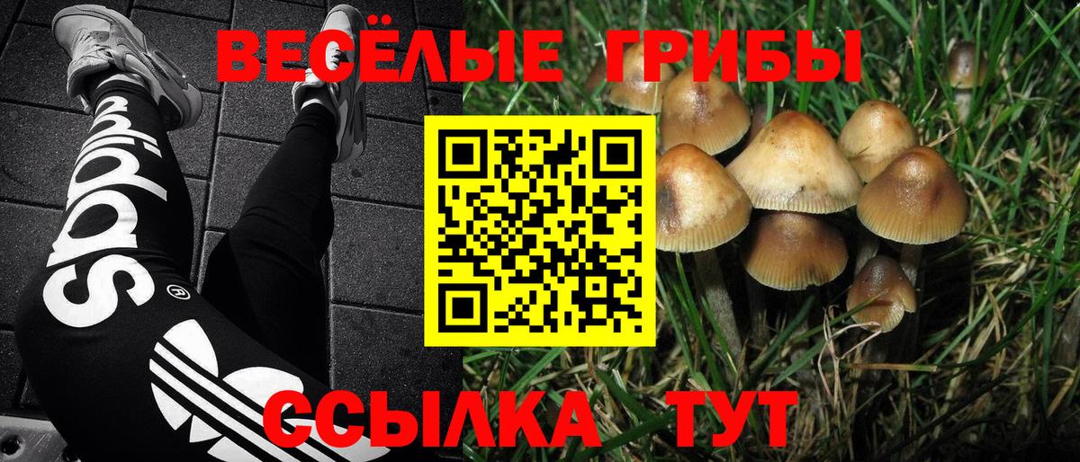 Сальск  Псилоцибиновые грибы мухоморы  Вход с VPN  Псилоцибиновые грибы мухоморы 